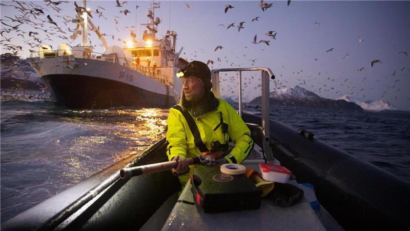 Forschung extrem: Schwarzlicht-Frösche und eisige Einsamkeit Das Gesamtsiegerbild zeigt den Biologen Audun Rikardsen, der in einem norwegischen Fjord Wale mit Sendern ausstattet.