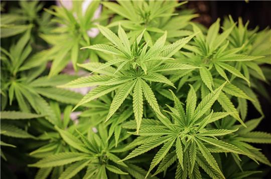 Das Gesetz zur Legalisierung von Cannabis ist am Freitag ein Tagesordnungspunkt im Bundesrat.