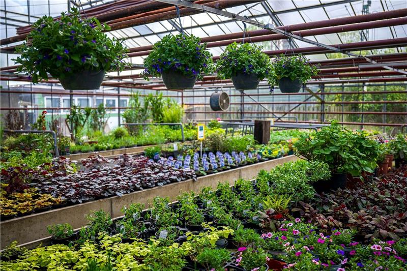 Bunt und insektenfreundlich: Gärtnereien starten in Saison Das Gewächshaus der Gärtnerei Rieger.