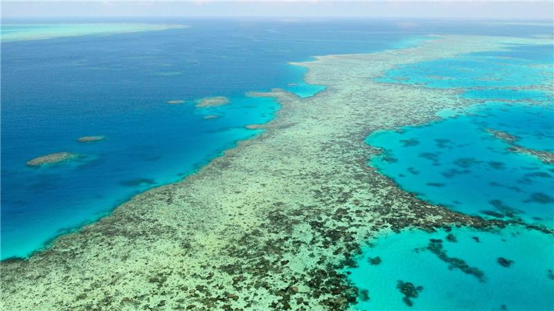 Das Great Barrier Reef gehört zu den größten Naturwundern der Erde - Haiangriffe sind hier aber selten. (Archivbild)