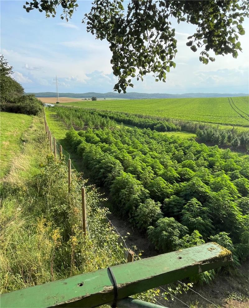 Gute Ernte: Hanf-Bauern freuen sich auf Legalisierung Das Hanffeld der beiden Hanfanbauer Henrik Haase-Fricke und Branko Terzic bei Klein Döhren ist 6000 Quadratmeter groß. Foto: Privat