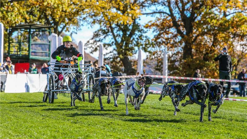 Kalte Tage: Endlich passt das Wetter für Schlittenhunde im Harz Das Highlight des ersten Renntages in Bad Harzburg waren die Gespannfahrer mit bis zu acht Schlittenhunden.