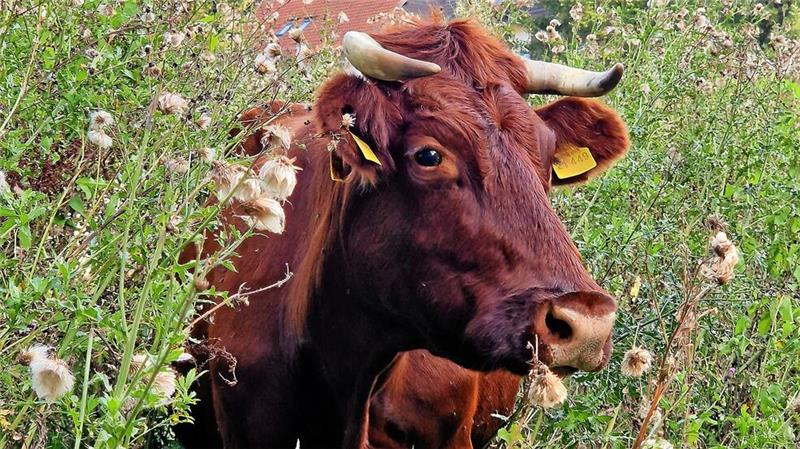 Weidefest: Höhenvieh zieht Sonntag durch Altenau Das Höhenvieh gehört natürlich zu den Stars des Weidefestes.
