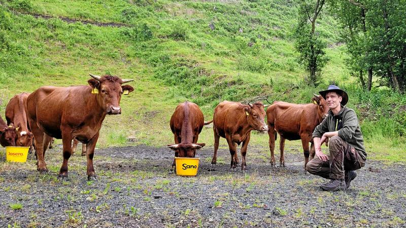 Altenau: Mit Harzer Höhenvieh zurück zur Bergwiese Das Höhenvieh von Landwirt Daniel Wehmeyer kommt zum Trinken den Berg hinab.