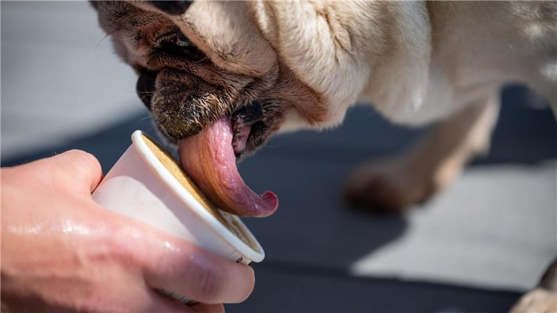 Das Hundeeis werde zurzeit gut nachfragt, sagt die Betreiberfamilie des Eiscafés Rigoni.