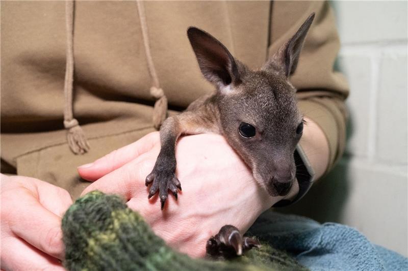 Aus Beutel verbannt: Handaufzucht für Känguru-Baby Mäuschen Das Känguru-Baby «Mäuschen» lebt ein im Stralsunder Zoo derzeit in einem Jutebeutel.