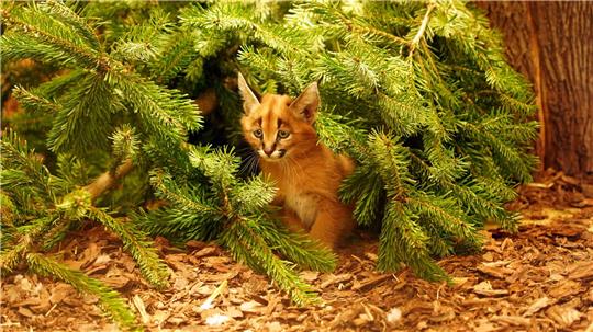 Das Karakal-Jungtier Karlos kam im November zur Welt. (Handout)