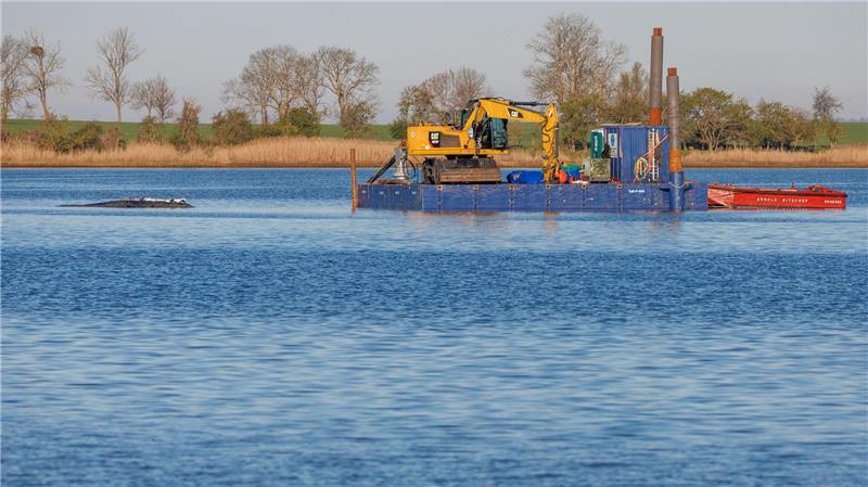 Das Konzept der privaten Initiative zur Rettung des Buckelwals ist wohl überholt. 