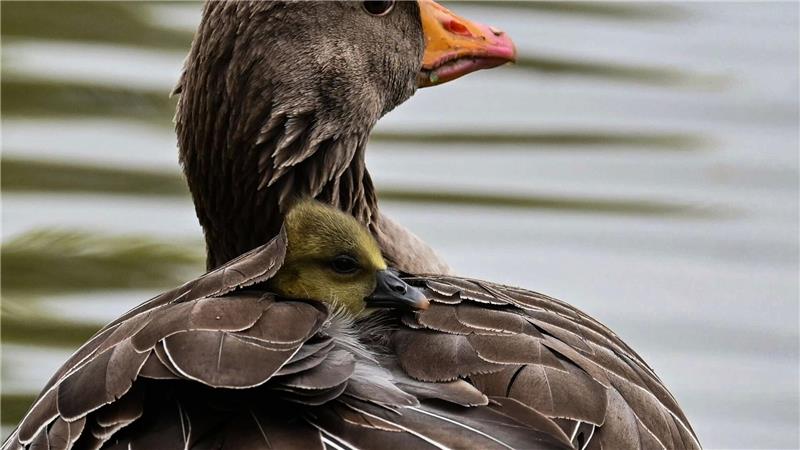 Das Küken einer Graugans wärmt sich im Gefieder seiner Mutter in München.