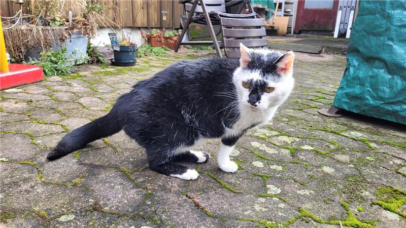 Das Laufen klappt schon wieder ganz gut, doch alleine rausgehen darf Lucky mittlerweile nicht mehr.