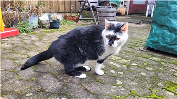 Das Laufen klappt schon wieder ganz gut, doch alleine rausgehen darf Lucky mittlerweile nicht mehr.