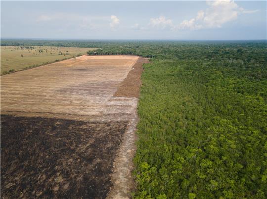 Das Luftbild zeigt eine verbrannte und abgeholzte Fläche im brasilianischen Amazonas-Gebiet.