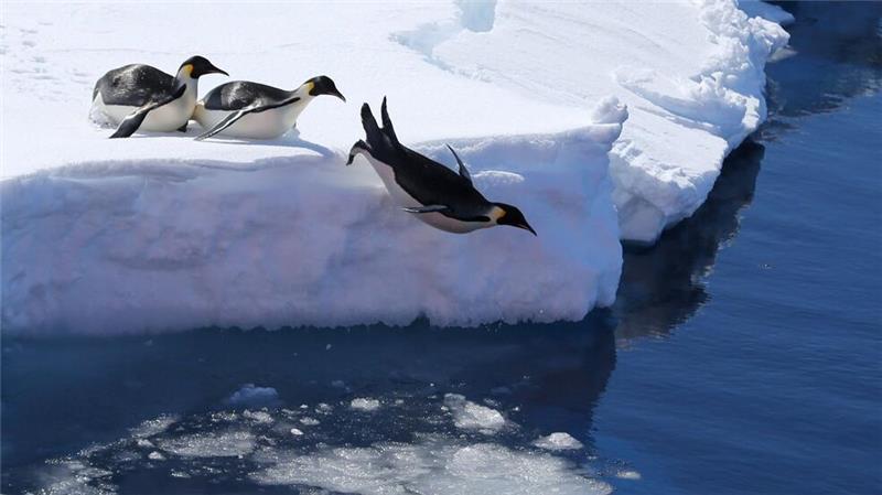 Subantarktis: Australien vervierfacht Meeresschutzgebiet Das Meeresschutzgebiet ist die Heimat vieler Pinguine. (Symbolbild)