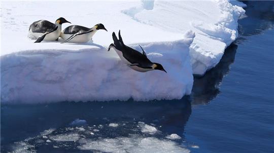 Das Meeresschutzgebiet ist die Heimat vieler Pinguine. (Symbolbild)