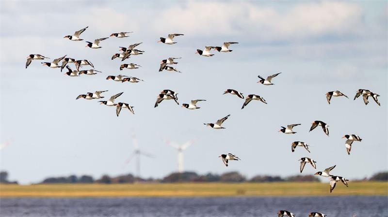 Wachen Nationalpark-Ranger bald auch auf der Nordsee? Das Monitoring von Vögeln und anderen Lebewesen im Wattenmeer ist eine Aufgabe der Nationalpark-Ranger. (Archivbild)