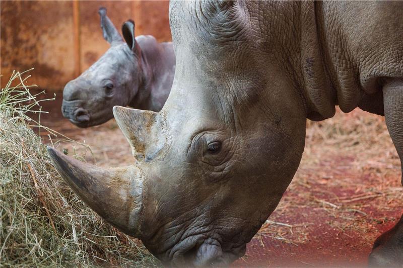 Das Nashorn-Jungtier Lisbeth steht neben Muttertier Amalie (r) im Stall.