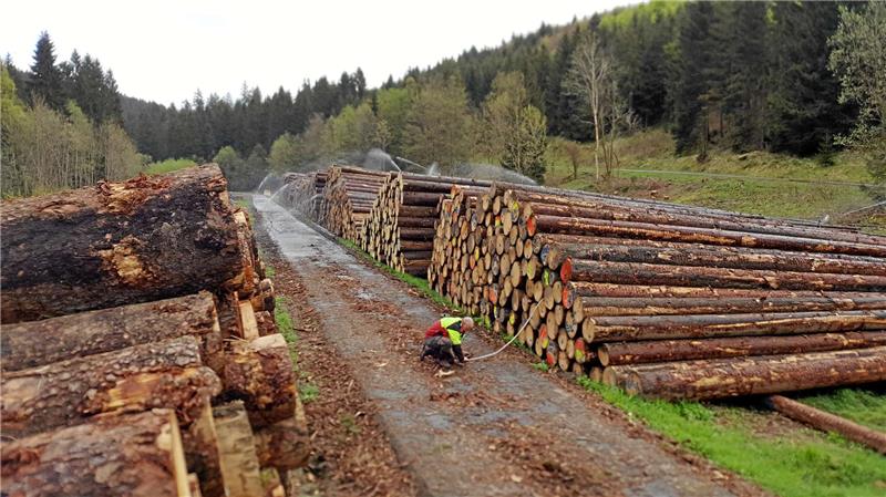 Das Nasslager für ganze Fichtenstämme im Kellwassertal wird seit dieser Woche beregnet, ein weiteres entsteht im oberen Innerstetal.  Fotos: Rudolph/Böhl