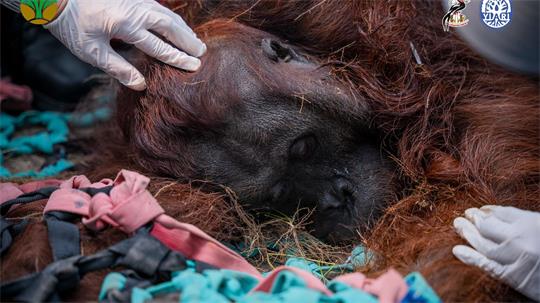 Das Orang-Utan-Männchen starb wahrscheinlich infolge der Waldbrände.