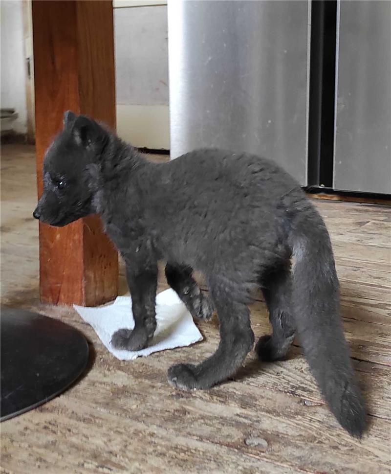 Thale: Polarfuchs-Baby wird von Hand aufgezogen Das Polarfuchs-Baby wird zurzeit von Tierparkleiter Nils Becker von Hand aufgezogen. Foto: Tierpark