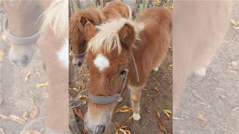 Nach Pony-Attacke in Harzgerode: Jugendheim weist Vorwürfe zurück Das Pony Foxy wurde nur ein Jahr alt. Nach einer Attacke mit einer Axt hatte es so schwere Verletzungen, dass es eingeschläfert werden musste. Foto: Privat
