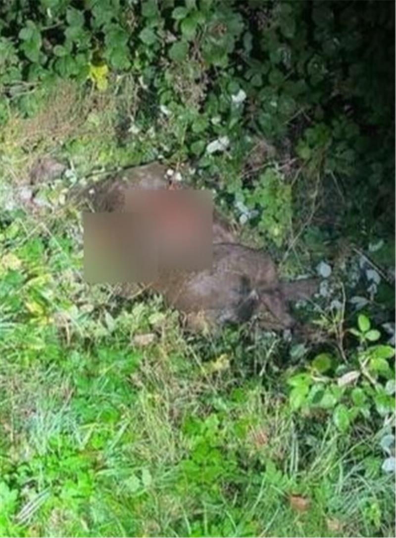 Das Pony verendete nach dem Unfall. Foto: Polizei Seesen