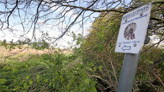 Das Projekt des Landkreises Wolfenbüttel prüft die Wiedervernässung von Teilen des Großen Bruchs.