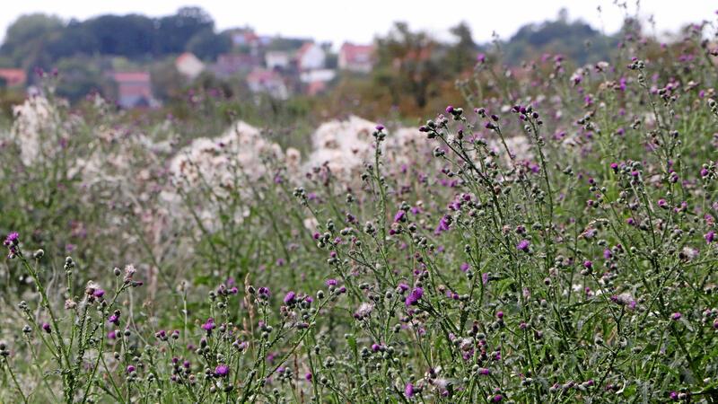 Das Projekt soll unter anderem den Naturschutz stärken. Auf dieser Fläche des ehemaligen Hornburger Torfstichs kann sie sich bereits frei entwickeln.