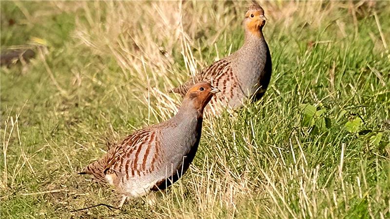 Zwei Rebhühner in der Landschaft.