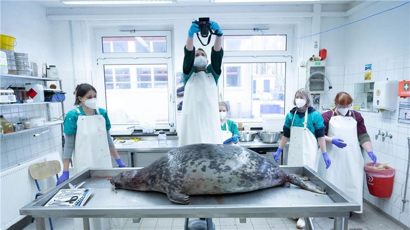 Das Robbensterben im vergangenen Herbst gibt weiter Rätsel auf. (Archivbild)