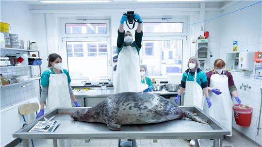 Das Robbensterben im vergangenen Herbst gibt weiter Rätsel auf. (Archivbild)