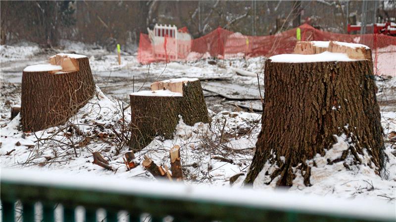 Baumstuken ragen aus dem Schnee, im Vordergrund ein Gelände, im Hintergrund die Absperrung des Baufelds.