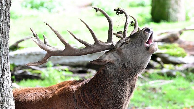 Das Röhren signalisiert im Spätsommer und im Frühherbst die Anwesenheit von Hirschen.