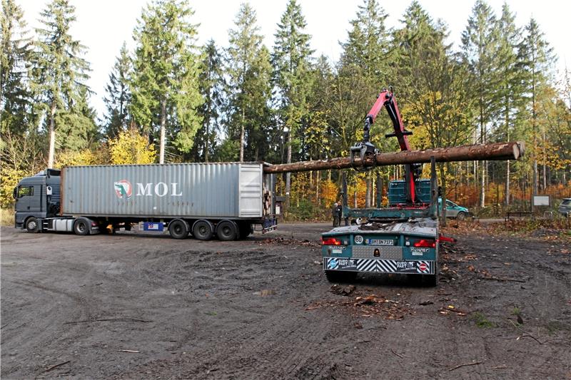 Harzer Fichten reisen nach China Das Runde muss ins Eckige: Mit viel Geschick muss der Holzlasterfahrer die knapp 12 Meter langen Fichtenstämme in den Container schieben. Fotos: Bruns