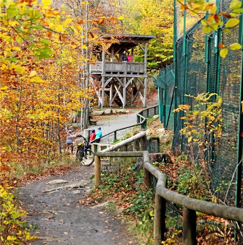 Das Schaugehege des Nationalparks an den Rabenklippen: Hier können Neugierige die Luchse auch von einer Plattform aus beobachten. Wenn allerdings das neue Luchs-Paar eines Tages Junge hat, werden die weiter hinten aufgezogen, damit sie sich nicht an Menschen gewöhnen. Foto: GZ-Archiv