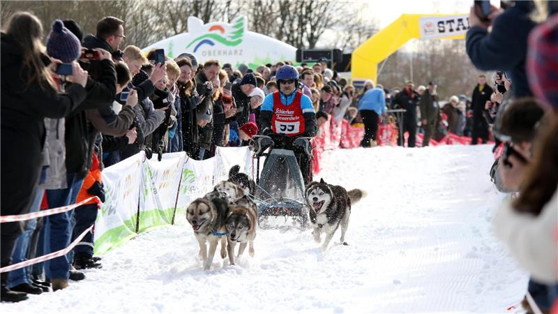Ein Schlittenhunde-Gespann von vorne, mit Publikum an den Seiten