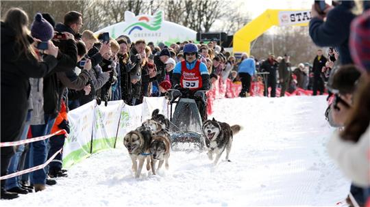 Ein Schlittenhunde-Gespann von vorne, mit Publikum an den Seiten