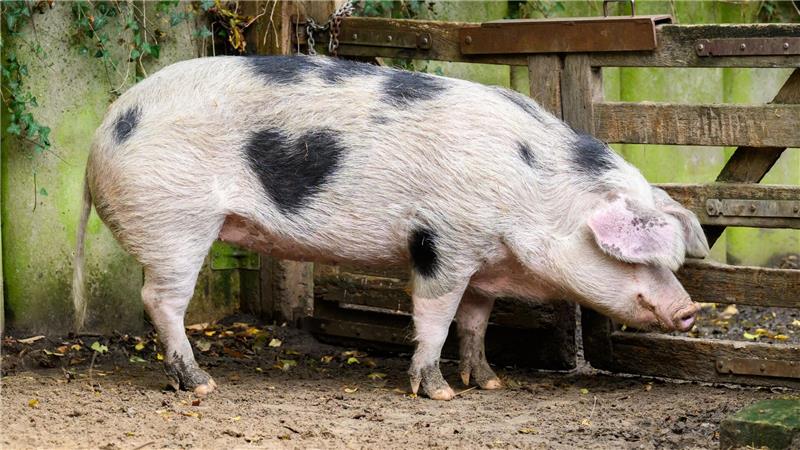 Das Schwein Wilma aus dem Zoo Hannover hat auf seiner rechten Seite einen herzförmigen Fleck. (Archivbild)