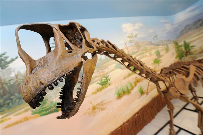 Das Skelett des Dinosauriers «Europasaurus holgeri» wird im Dinosaurier-Freilichtmuseum präsentiert.