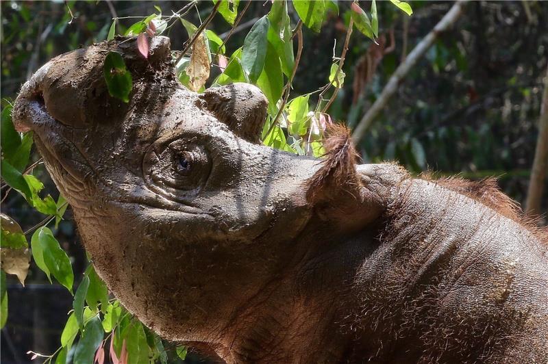 Extrem seltenes Sumatra-Nashorn in Indonesien geboren Das Sumatra-Nashorn ist die kleinste der fünf weltweit existierenden Nashorn-Arten.