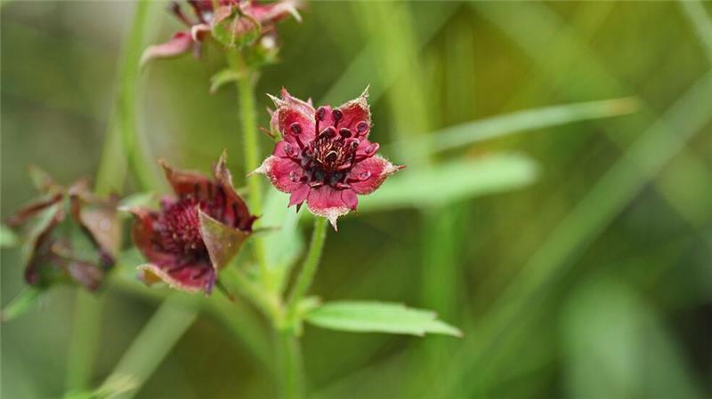 Das Sumpf-Blutauge wurde von der Loki Schmidt Stiftung zur „Blume des Jahres 2025“ auserkoren. 