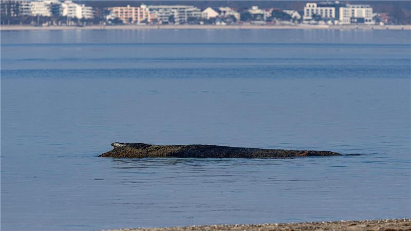 Das Tier ist in der Nacht auf eine Art Sandbank aufgeschwommen. 