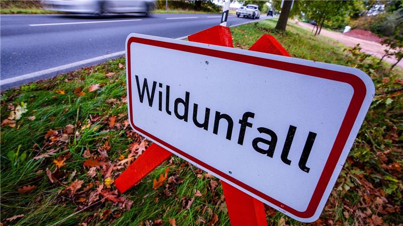 Hirsch durch Windschutzscheibe geschleudert - Mann tot Das Tier war zunächst von einem Auto erfasst worden. (Symbolbild)