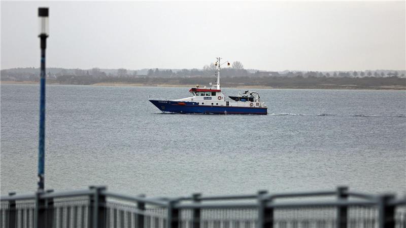 Das Tier war zwischenzeitlich abgetaucht, wurde aber am Dienstagvormittag erneut gesichtet. (Archivbild)