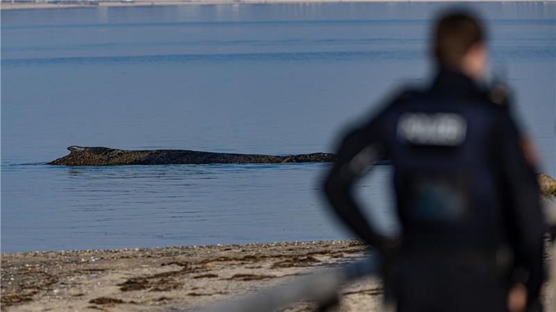 Das Tier wurde in der Nacht zum Montag laut Polizei im Wasser vor dem Ortsteil Niendorf in Timmendorfer Strand entdeckt.