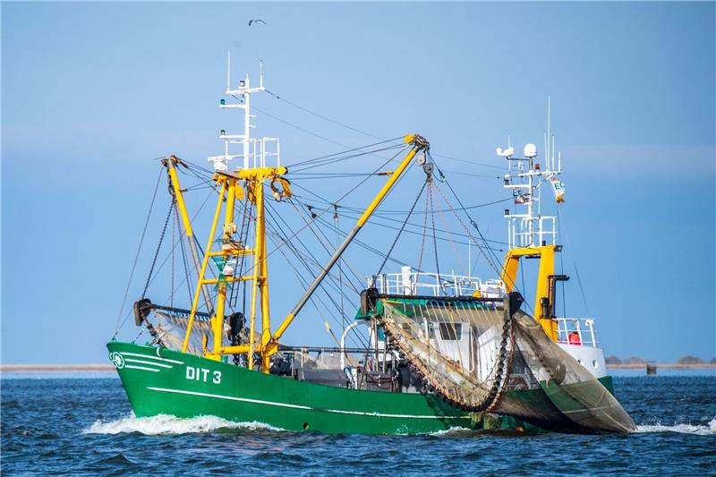 Lemke: Schweinswale und Seevögel in keinem gutem Zustand Das Umweltministerium spricht sich für den Erhalt sensibler Tierarten und Lebensräume in der Nordsee aus.