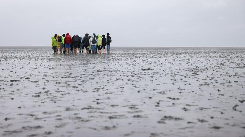 Klimawandel verändert Wattenmeer im Rekordtempo Das Watt bietet Lebensraum für zahlreiche Tiere. (Archivbild)