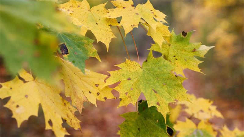 Das Wetter bleibt herbstlich bei milden Temperaturen. (Symbolbild)