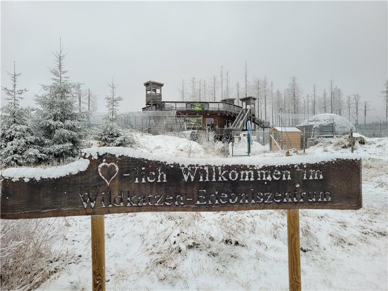 Das Wildkatzengehege feiert in diesem Jahr seinen siebten Geburtstag. Foto: Exner/GZ-Archiv