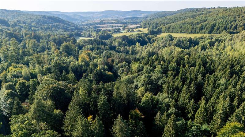 Wildnisgebiet im Solling - Wo die Natur wieder übernimmt Das Wildnisgebiet liegt im Bereich des Waldes „Limker Strang“ im Solling.