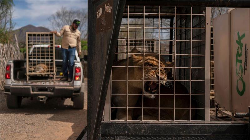 700 Wildtiere ziehen wegen Gewalt in Mexiko um Das Wildtierreservat Ostok wurde 2021 gegründet.